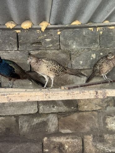 tutulma qus: Damazliq Disi qirqovullar — 6