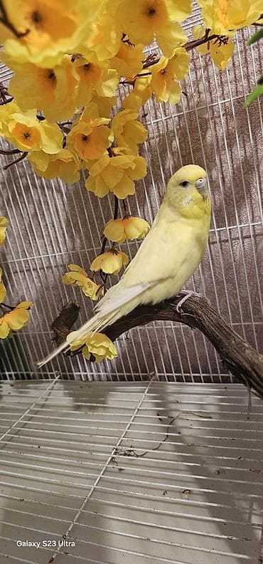 satilik bildircin: Sarı çex dişi satılır cüte hazır qızğın quşdu real alıcılar yazsın — 1