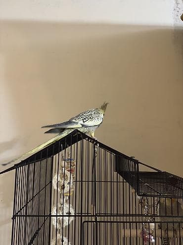 papuqay quş: AĞCABƏDİ RAYONU ÖZ YETİŞDİRDİYİMİZ BALA 2 AYLIQ XORUZ ƏLƏ TAM — 4