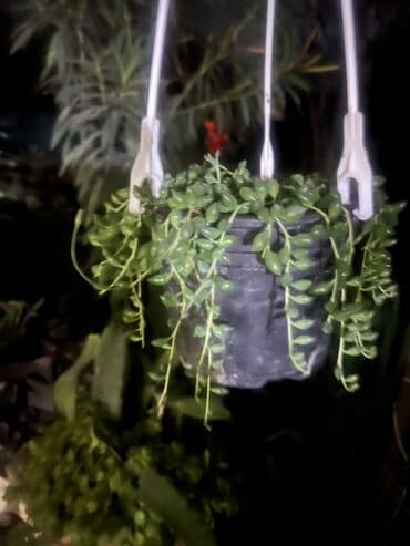 подарки из дерева: Ковер — 67