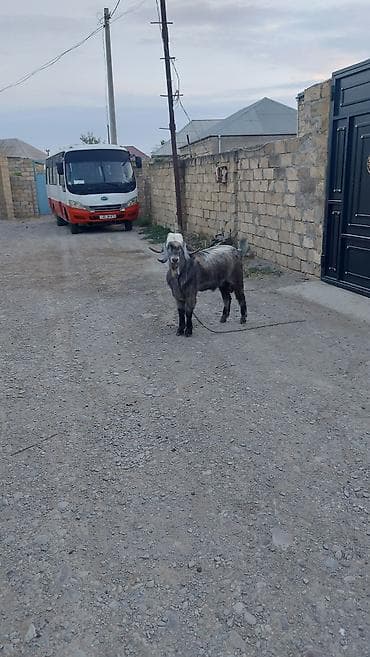 ereb kecisi: Salam Hələb erkəydi orginal Hələbdi qarışığı qəti yoxdu damazlıq üçün — 3