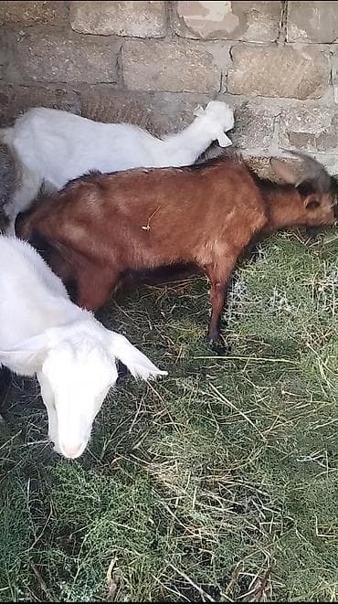 ereb kecisi: Satılır: keçilər arjinal sanəndi 2 si birinci qarina yetik biğazdir 1 — 4