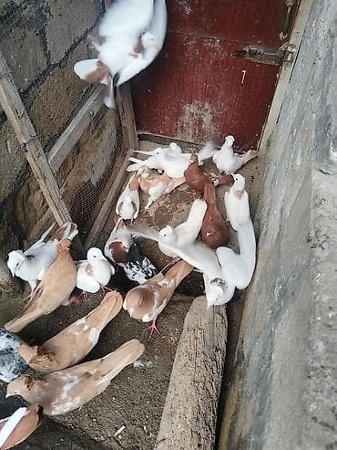 Təcili satılır gəncə 18 quş 150 manat — 8