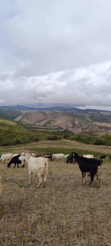 çəpiş əti: Satılır: keçi sürüsü (Əlaqə: 070 869 23 02) Məhsul: Yerli cins — 3