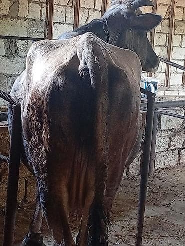Рогатый скот: Ətlik Maldı Bakı Malıdı Super kokdu Real alcısansa zeng ele Başı Boş — 2