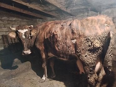 Гуси: Satışda: Qaramal heyvanları (inək və dana) Xüsusiyyətlər: - — 4