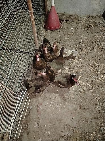 ağ ördək: Muskoviy ördəkləri (öküz ürəyi” kimi tanınır) - Rənglər: əsasən — 6