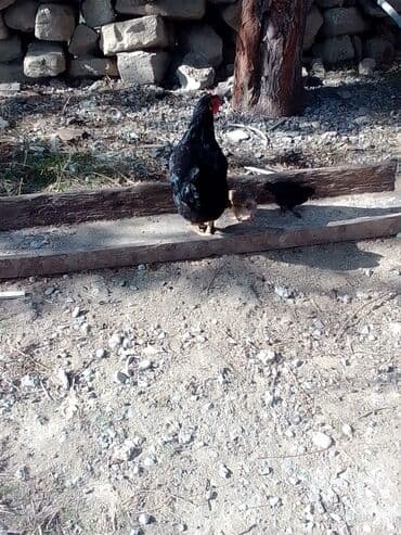 beçə: Salam 3 ədəd avısduroloq toyuqdur bir ədəd yaponkadır iki ədər bece — 3