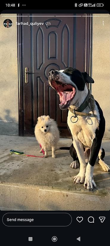 meymun heyvan: Şpitz, 9 ay, Dişi, Peyvəndli, Pulsuz çatdırılma — 2