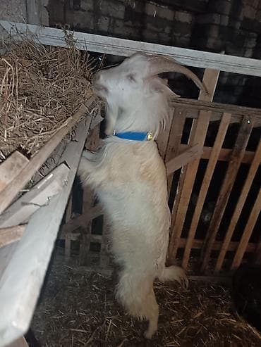 qaz ördək satışı: Saanen keçiləri satılır macar sortu, rusiya sortu isveçrə sortu — 8