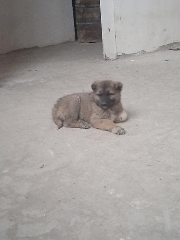 balakən heyvan satisi: 2 ay — 8