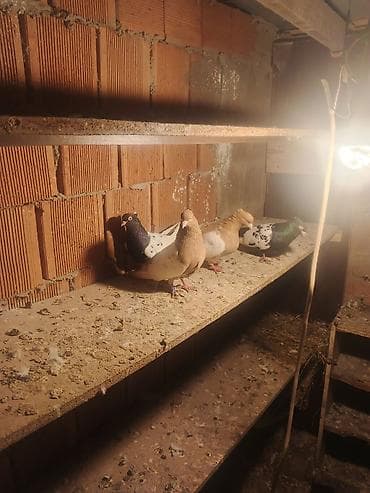 İtlər: Salam qiymət cütünə ayidir — 4