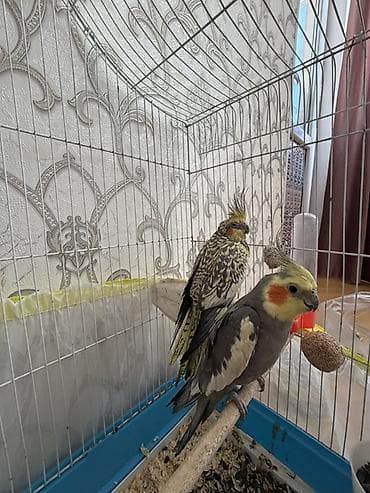 Qəfəslər: Nimfa (Cockatiel) cütü və qəfəs dəsti Məhsulun təsviri: - İki ədəd — 1