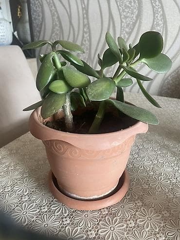 Qədim çini dibçəkdə “Pul ağacı” (Crassula ovata) içində 2 dənədi
