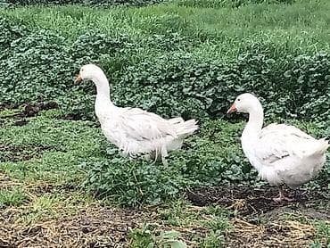 kənd toyuqlarının satışı: Ağ qazlar – təsərrüfat üçün məhsuldar və dözümlü quşlar - Cins: ağ — 2