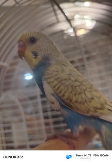 dovşan balaları: Təzə yemə düşüb erkəkdi baladı öyrətmək və danışdırmaq üçün əsil — 3