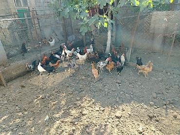 kend toyuqlari satisi: Məhsul: 20 dene xoruz Təsvir: - Açıq həyətyanı sahədə saxlanılan — 2