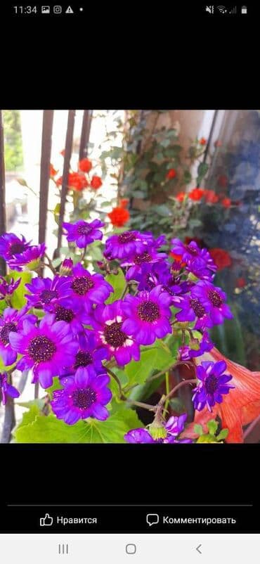 xacmaz obyekt: Nizami metrosuna yaxin yerləşənm olan,ətir maqazası obyekt təmirli — 3