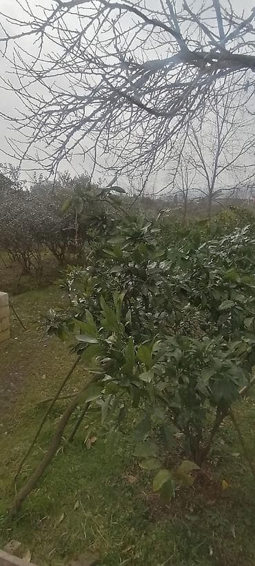 qresde satilan evler: 11 sot, Tikinti, Mülkiyyətçi, Kupça (Çıxarış) — 5