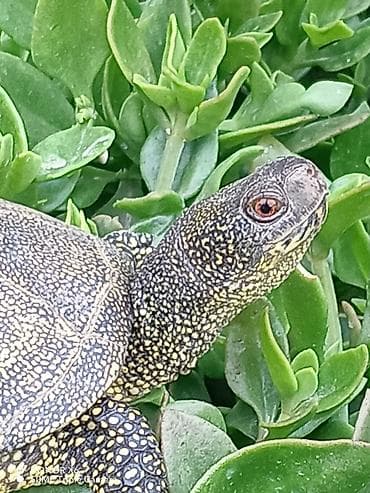 Аквариумные аксессуары и принадлежности: Növ: Quru/su tısbağası. BARTER MÜMKÜNDÜR Xüsusiyyətlər: - Yarımsu — 6