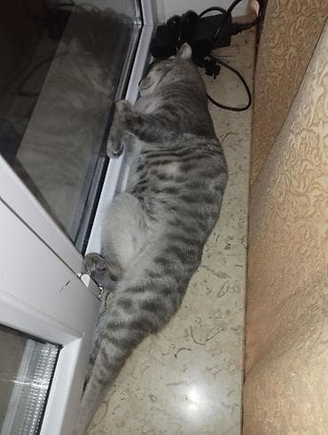 boyumeyen pisik: Şotland yastı qulaq — 6