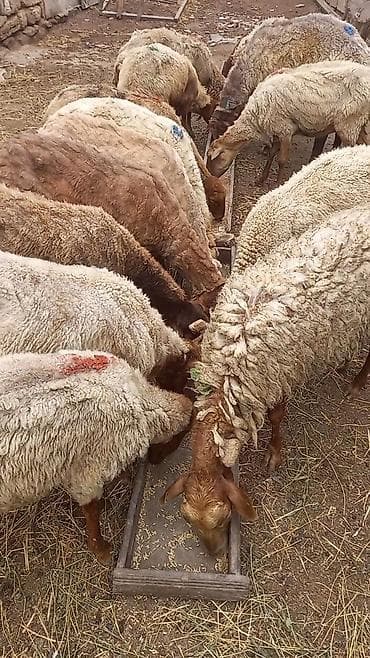 qoyunla: Salam tam saglam 14dene bogaz qoyun — 3