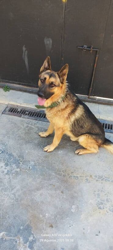 Alman çoban iti, 11 ay, Erkek, Pulsuz çatdırılma, Ödənişli çatdırılma, Ünvandan götürmə lalafo.az -da Alman çoban iti, 11 ay, Erkek, Pulsuz çatdırılma, Ödənişli çatdırılma, Ünvandan götürmə