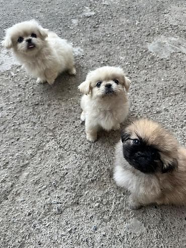 ev iti satisi: Pekines, 1 ay, Erkek, Peyvəndli — 8