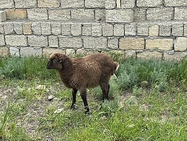 Quzu və gənc qoyunlar – ətlik və damazlıq üçün Məhsul təsviri: Yaxşı lalafo.az -da Quzu və gənc qoyunlar – ətlik və damazlıq üçün Məhsul təsviri: Yaxşı