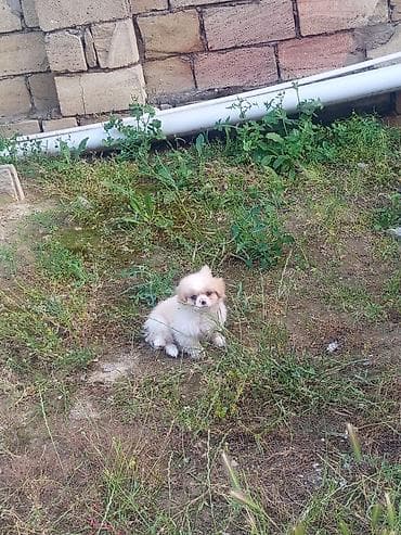 heyvanlar it: Pekines, 2 ay, Erkek, Peyvəndli, Ünvandan götürmə — 2