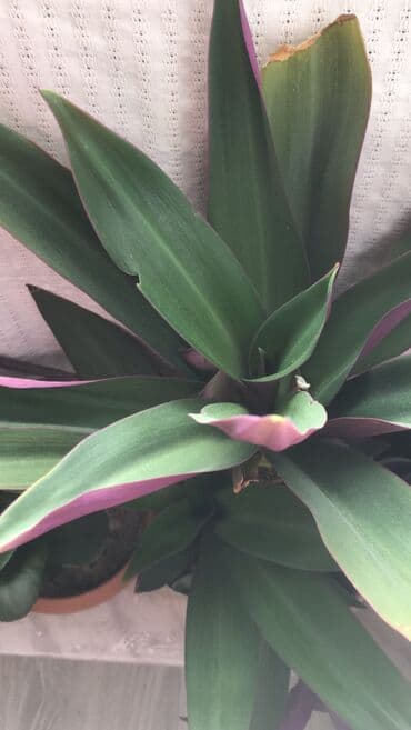 gül toxum satışı: Otaq bitkiləri — 2