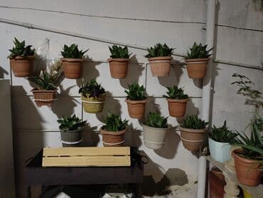 jasmin gülü: Həyətdə sevgi və qayğı ilə yetişdirilmiş müxtəlif dipçək gülləri — 1