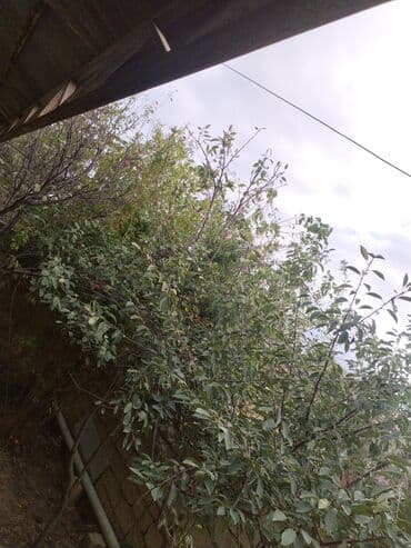 xadime iş elanları: Bağban, 35 il, Təcrübəli — 1