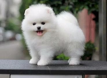 alman itləri: Şpitz, 1 ay, Erkek, Sənədli, Ünvandan götürmə, Ödənişli çatdırılma, Rayonlara çatdırılma — 1