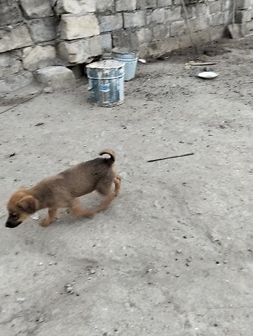 Balaca itin balası – qəhvəyi rəngdə, qısa tüklü, qıvrım quyruqlu. Orta