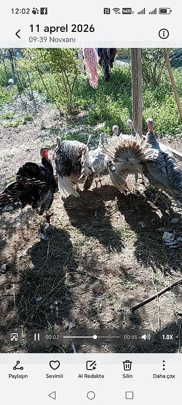 hind cayi: Erkək, Damazlıq — 1