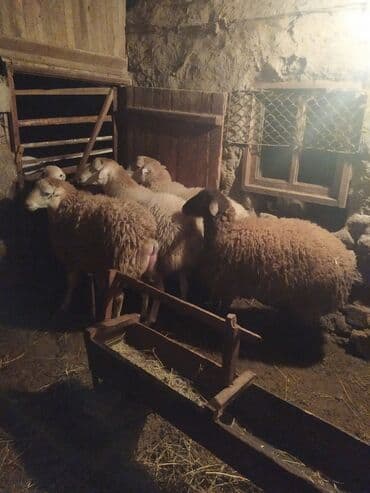 qoyun quyruğu: Razılaşma yolu ilə — 2