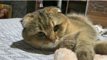 erkek pişik: Şotland, Erkək, Cütləşmə üçün, Ünvandan götürmə — 5