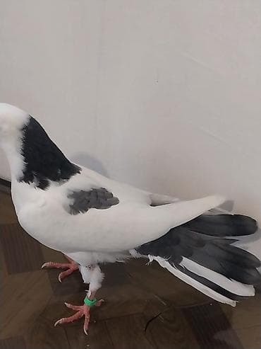 qus nomreleri: Bir balalardi den yeyen balalardi biri 18 biri 20 Tuklerdi.Hundur — 3