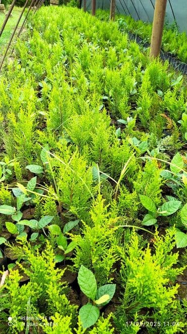 tikanli bitkiler: Limonni yolka şitili sifariş üçün vhatsapa yaza bilersiz agac gül — 1