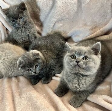 pişik latoku: Şotland yastı qulaq, Erkək, Dişi, Ödənişli çatdırılma, Ünvandan götürmə — 3