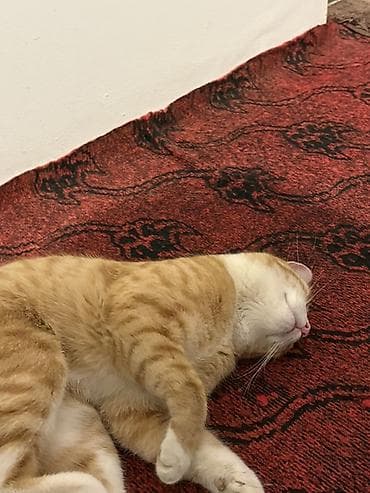 scotland pisik: Türk anqora, Erkək, Yaxşı əllərə — 3