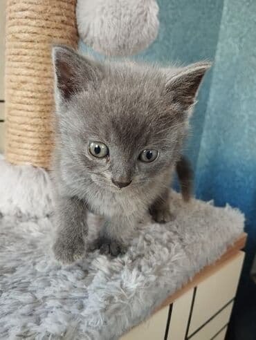 şirin pişik şekilleri: Boz rəngli balaca pişik balası - Cins: boz xəzli, qısa tüklü pişik — 4