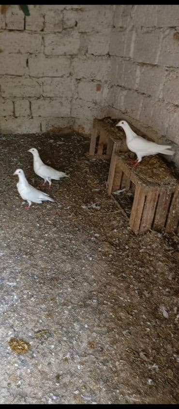 göyercin yuvasi: Ağ rəngli ev göyərçinləri - Rəng: əsasən tam ağ, bəzilərində qara ağ — 2