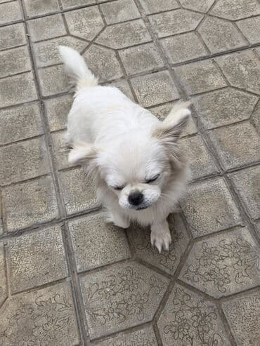 породистые собаки в добрые руки: Pekines, Dişi — 6