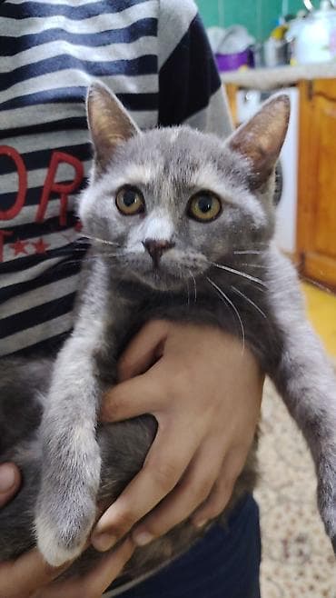 pişik balası: Dişi — 4