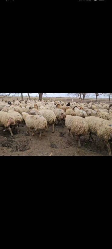 Opel: Dişi, il: 1 — 1