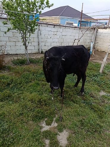 toyuq mehsullari topdan satis: Ətdiy inək satılır istəyən olsa yazsın video sun atım baxın real — 6