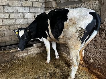 Птицы: Kök düyələr — 6