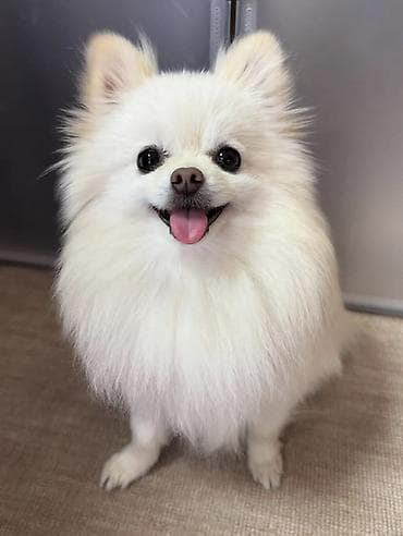 Şpitz, Peyvəndli, Ünvandan götürmə